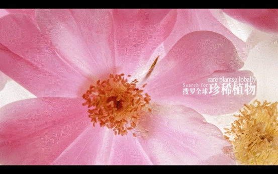 粉色的花朵 描述已自动生成